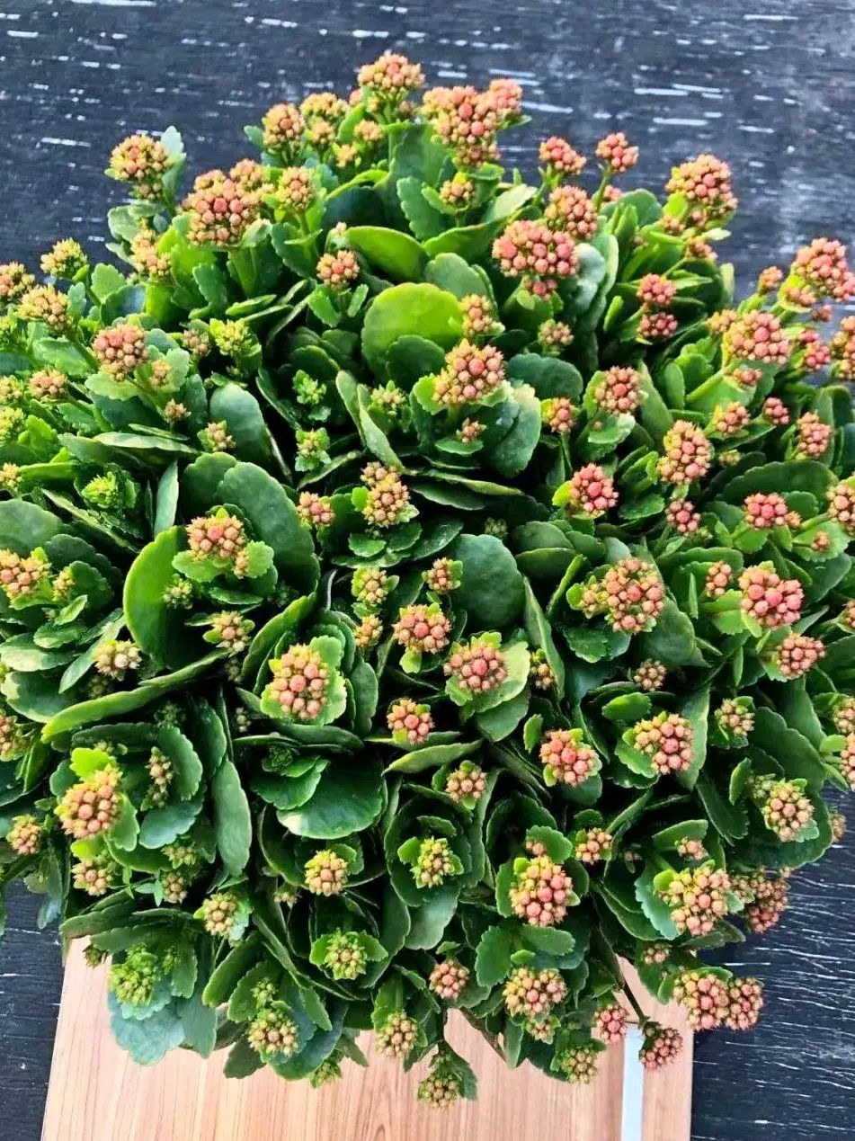 长寿花落蕾处理方法视频,长寿花打花苞