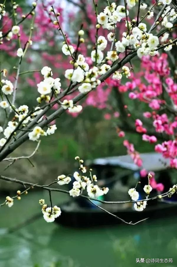 关于梅花我们应有怎样的人生追求,关于梅花我们想到了什么