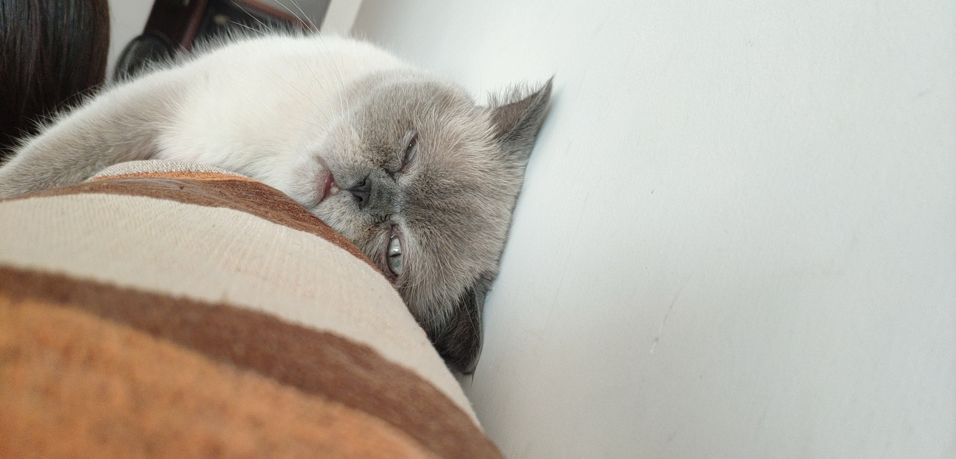 一只困到睁不开眼的喵星人,一只喵星人的成长史一口气看完