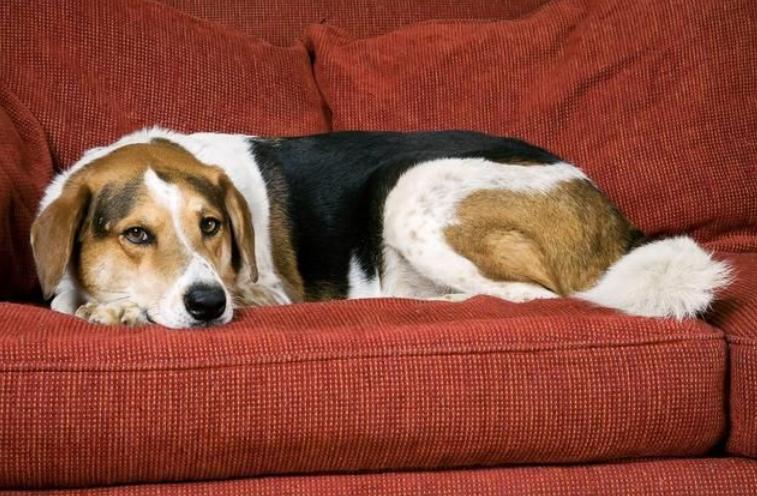 狗肾衰竭最好的治疗方法,狗肾衰竭的特效药