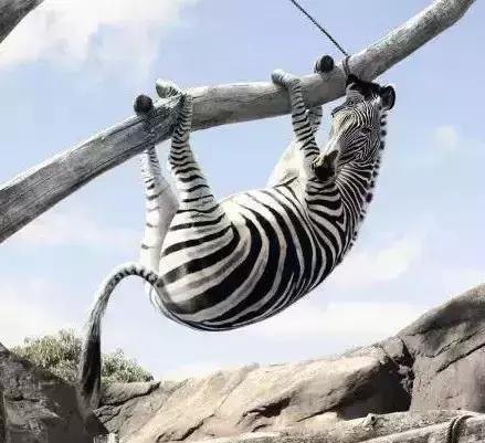 非洲斑马，食草动物界扛把子