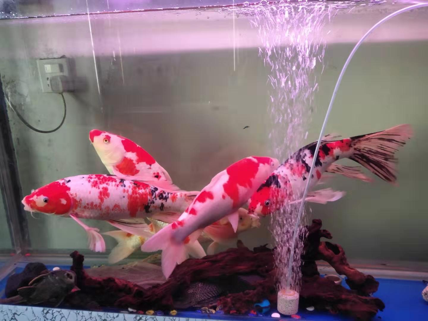 新手养鱼导致鱼死的原因,新手养鱼老是死亡怎么办