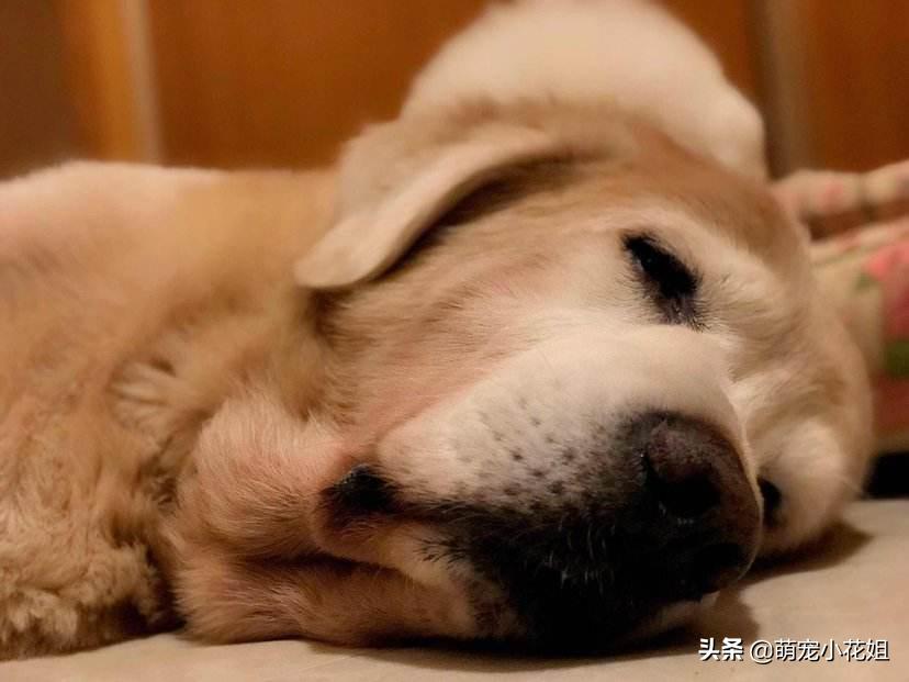 狗狗有机会救治，但是主人却放弃了，只因想让狗子留下美好的回忆