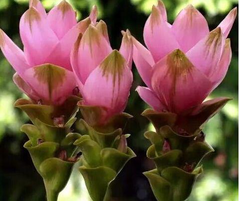 “姜”丢进盆里就能活，开出漂亮“大花苞”，不仅好看、更好养