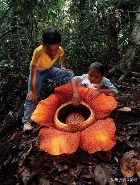 神奇的植物图片及介绍大全,十大最好的神奇植物