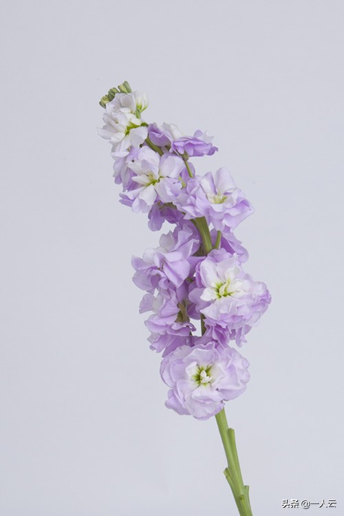 求婚玫瑰花推荐,除了玫瑰还有啥代表浪漫