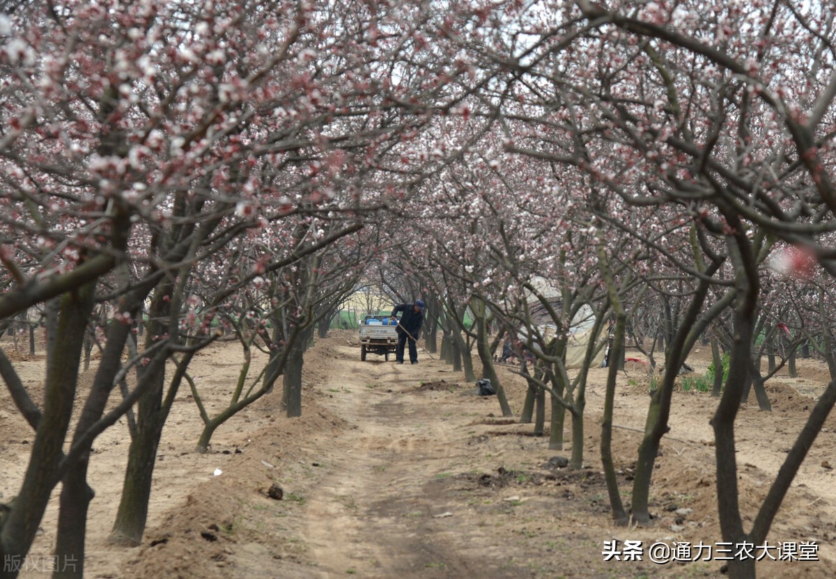 柑橘果树全年怎样施肥,果树全年施肥节点