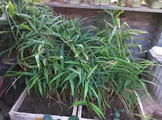 盆里种的姜不拔出来过冬会烂掉吗,盆栽生姜生长多长时间能收获