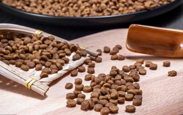 泰迪犬为什么不怕狗粮,泰迪犬吃什么狗粮最好呢