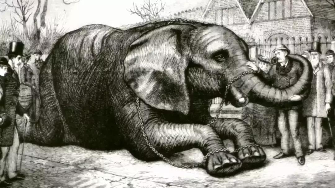 小飞象真实事迹,小飞象哭了全过程