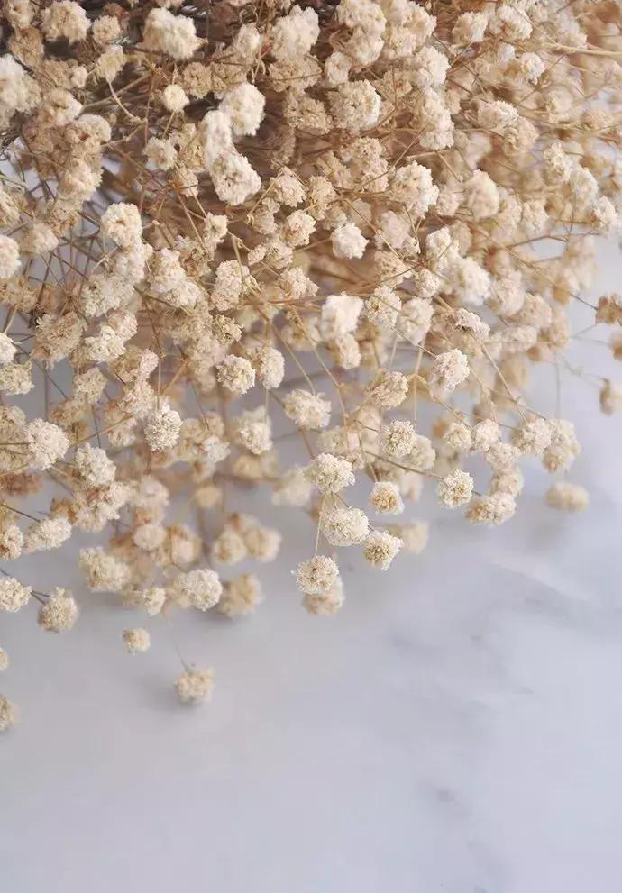 8种能做干花的鲜花,男朋友送的花就这么做