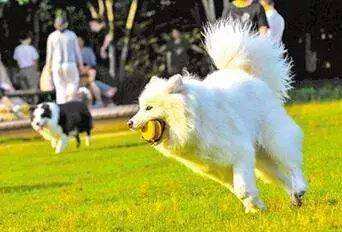 爸妈不让养狗怎么办,小区不让养狗狗狗如何处理