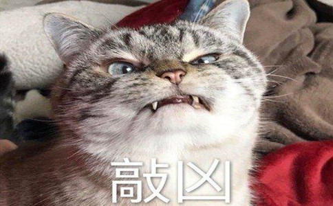 十大网红猫瓜皮,网红猫瓜皮现在如何