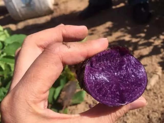 鍗佸牥瓒呭叏钄彍姘存灉,鍗佸牥鏂伴矞姘存灉