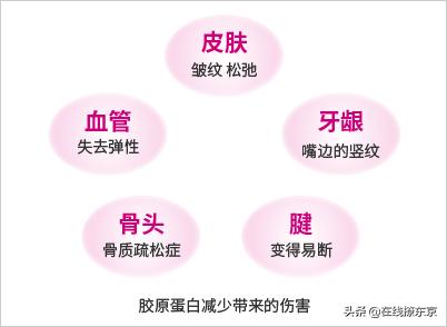 胶原蛋白肽源头,胶原蛋白原料的来源