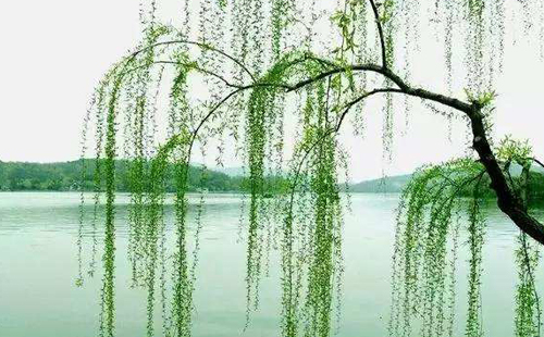 杨柳的诗句古诗大全,杨柳的原创诗词