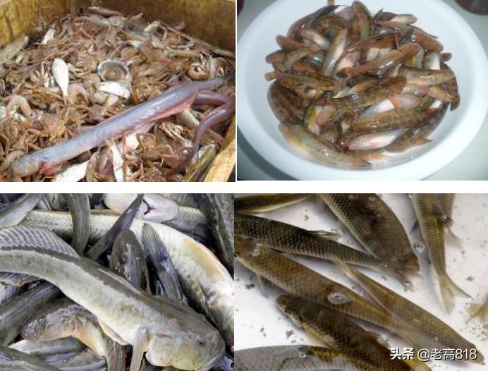 今日北塘海鲜,北塘海鲜扬帆起航