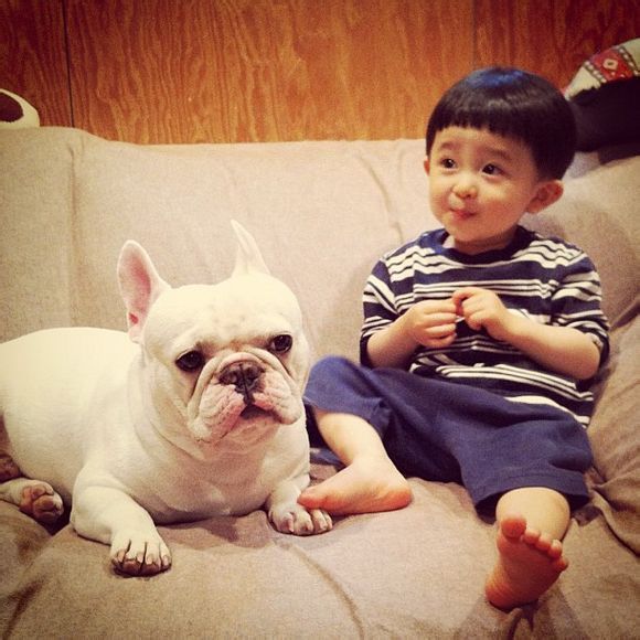 法国斗牛犬性格,法国斗牛犬的性格特征