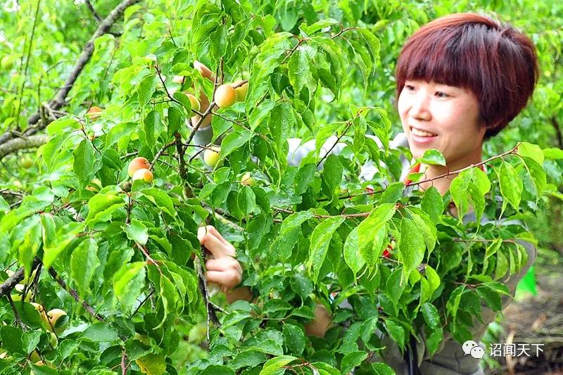 「不可辜负」诏安:青梅花开不负韶华,红星乡赏梅周邀您共享“梅”好生活