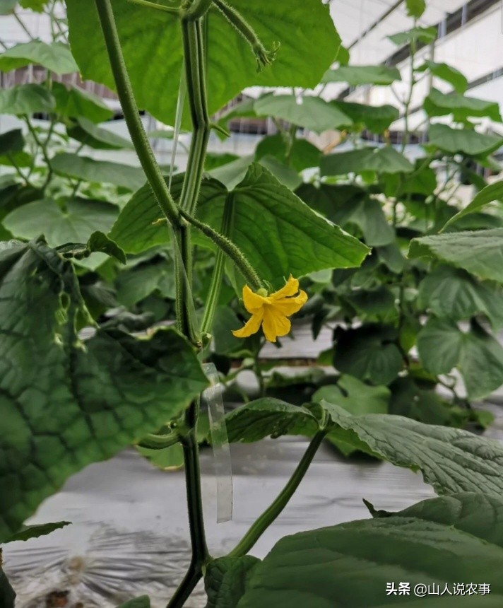 小苏打和白醋混合能治蔬菜虫害吗,小苏打加白醋可以除黄瓜虫害吗