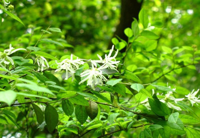 中药材石楠叶,中药材铁树叶