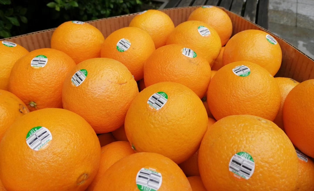 全球十大名橙排名,国内外名橙