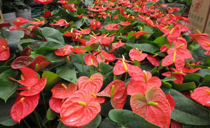 养花新手老养死花,献给那些总把花养死的人