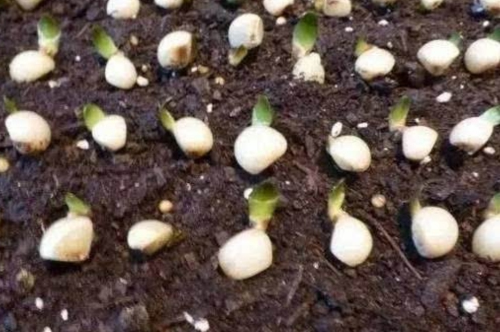 君子兰的种子可以在冬天繁殖吗,君子兰种子锯末繁殖视频