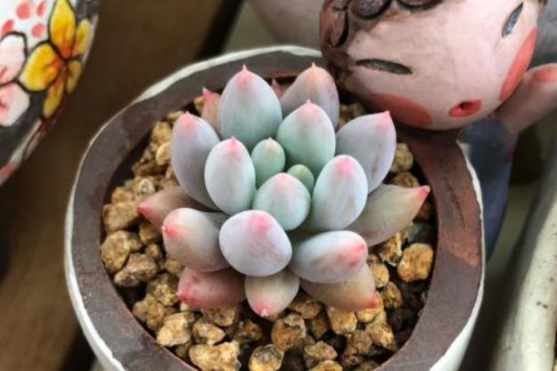 如何抢救叶子枯黄的植物,怎样救活多肉植物