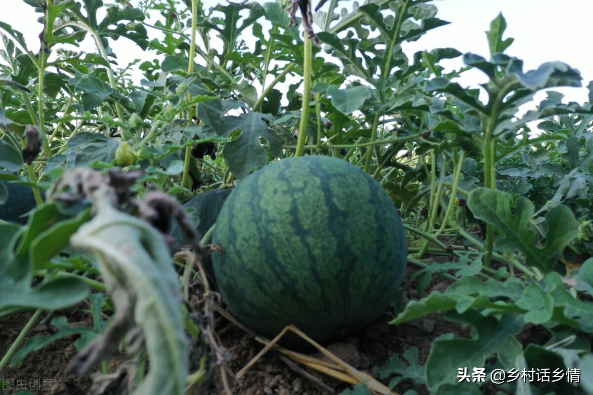 种植蔬菜用什么方法最好,如何科学种植蔬菜的方法