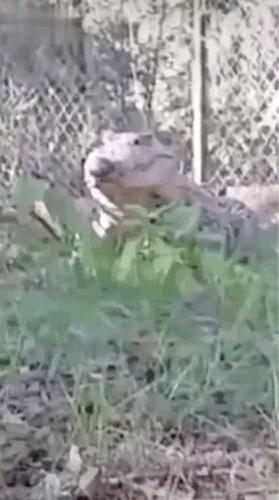 主人在背后吓唬狗子,主人在后面吓狗狗