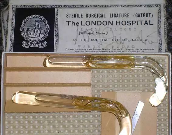 蚂蚁和羊肠是怎么把你和你“缝”在一起的?