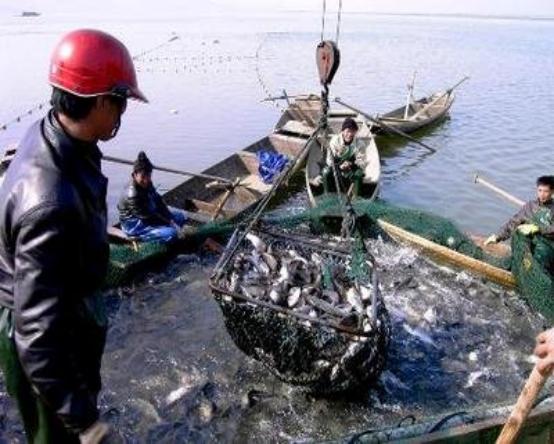 刀鱼从60块钱一斤,跌至3块钱一斤,消费者:再便宜也买不起