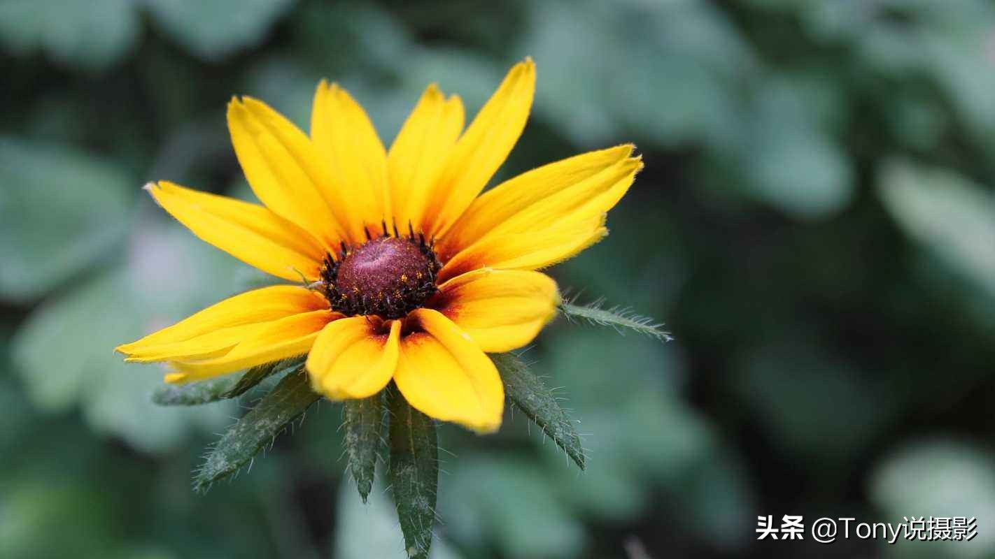 摄影后期如何打造浅景深,摄影基础知识与理解