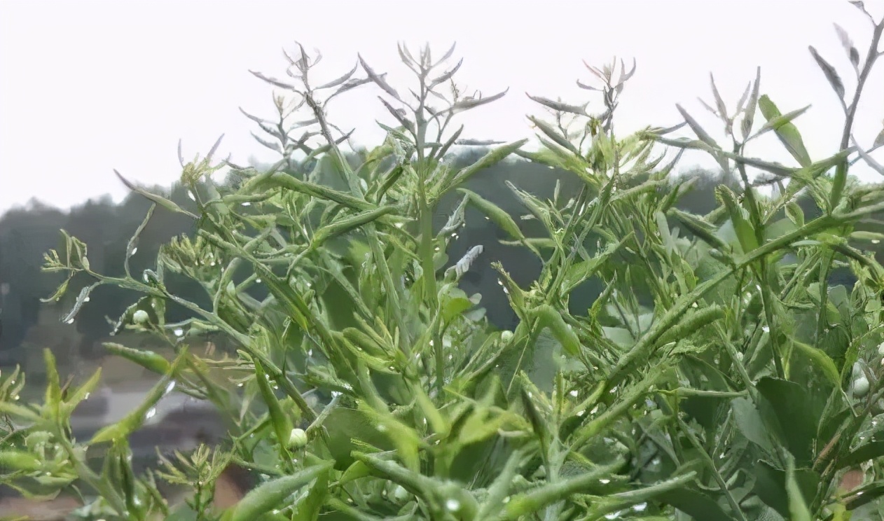 除草剂漂移药害谁负责,除草剂漂移产生的纠纷怎么处理