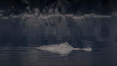 夜半*拍偷**下,成就今年第一部神级纪录片:黑暗下的生命,超乎想象