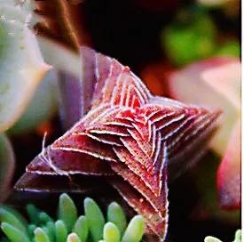好看好养的多肉类植物,多肉类植物好看