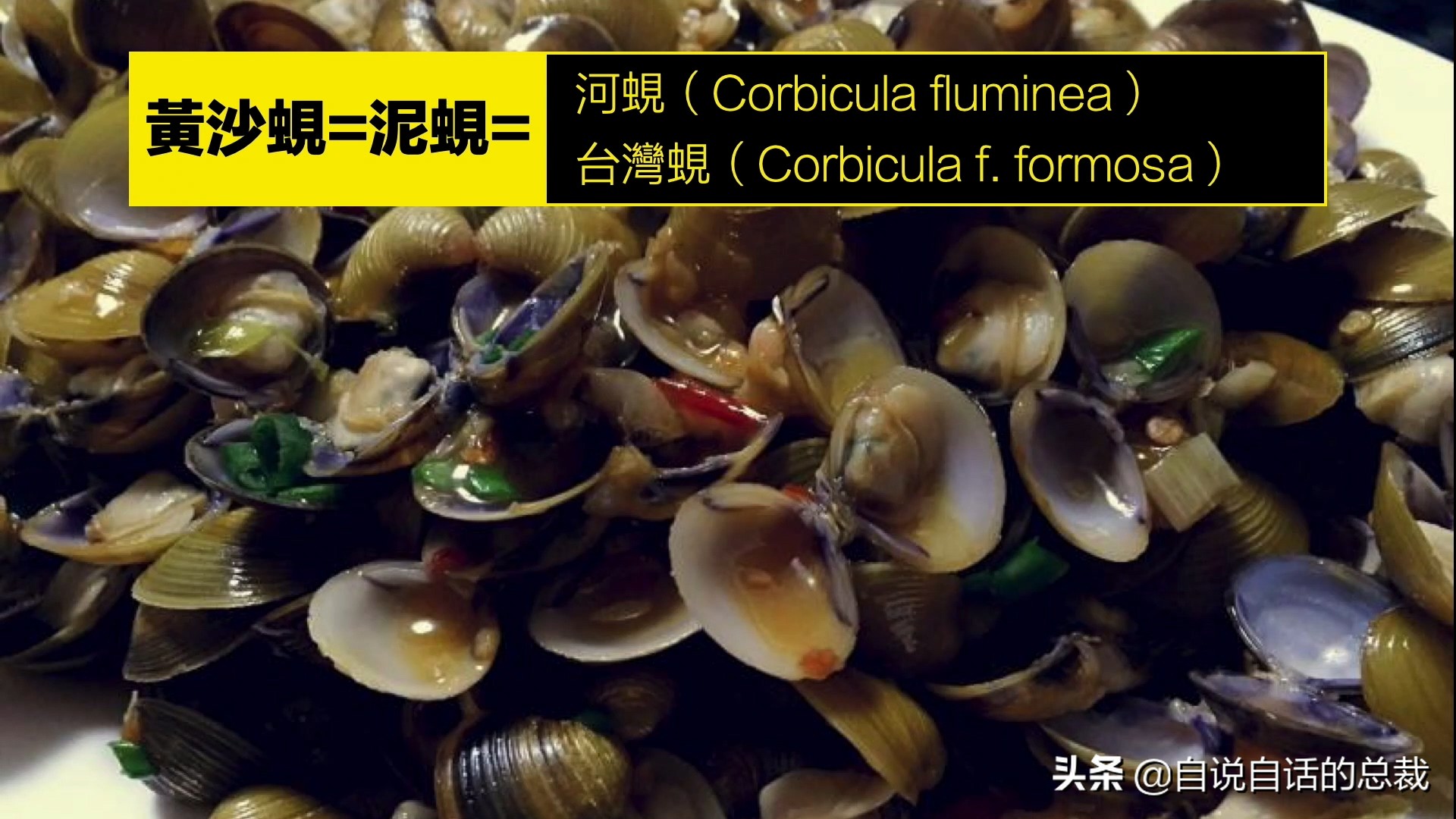 蛤、蚶、蛏、蚝、蚬有什么区别？这是一群美味海怪与人类的故事