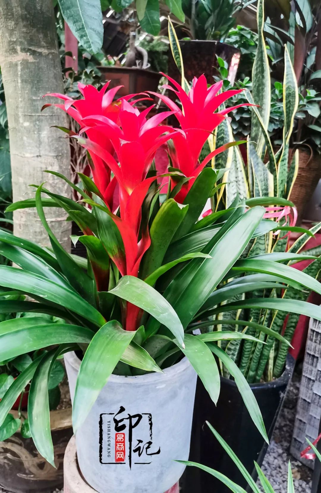 商丘花鸟批发基地,商丘花鸟市场地址