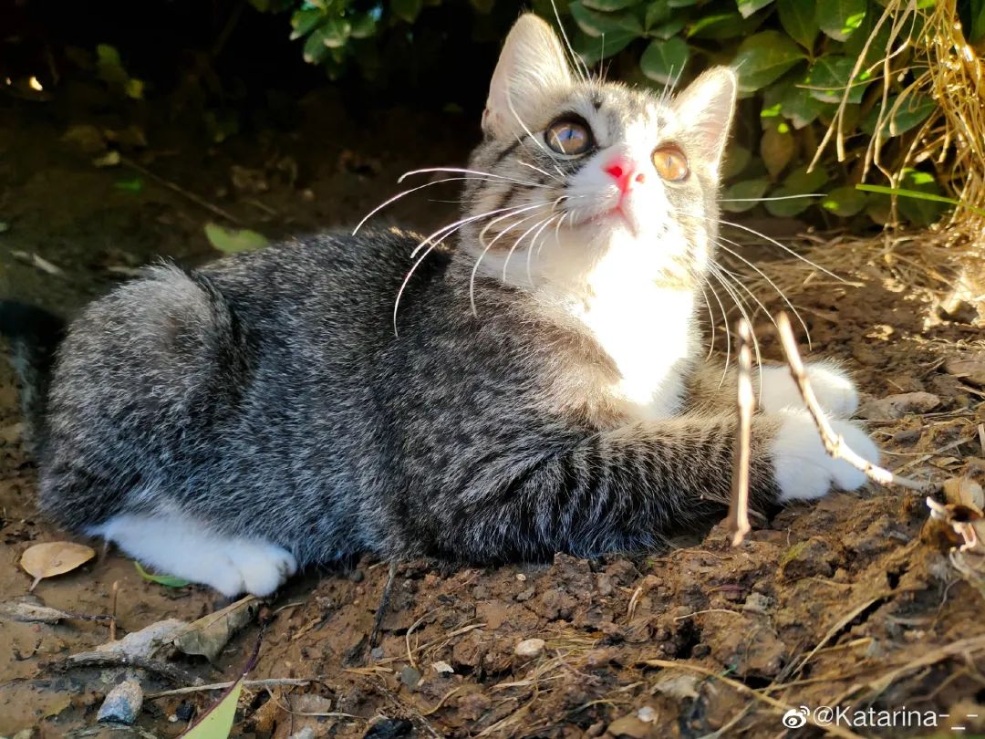 路遇仙女猫,路上碰到猫抱起来就跑