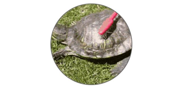 搓澡巾清洗法,搓澡巾卫生