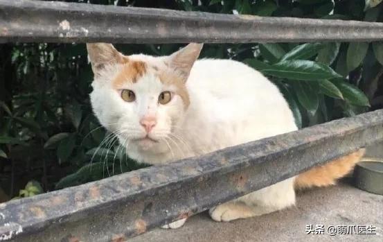 长得很潦草的一只猫,一只猫能有多潦草