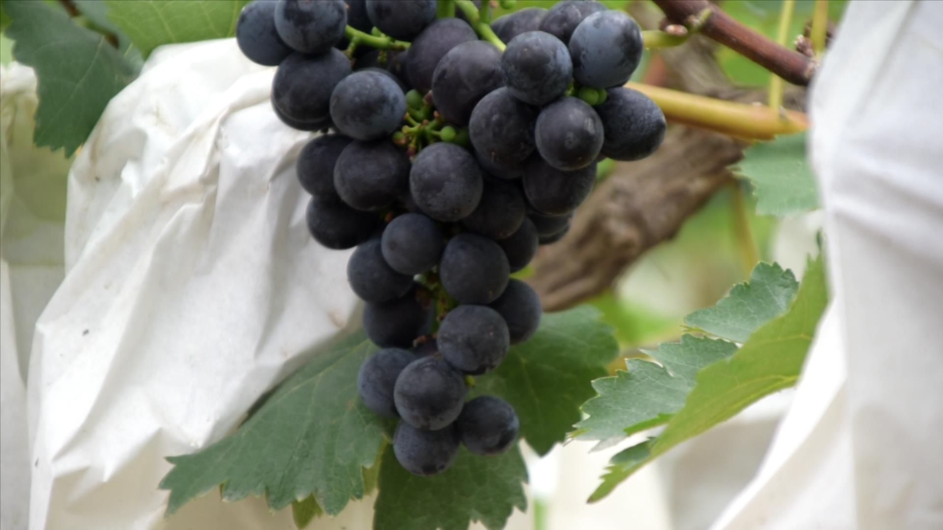 葡萄预防倒春寒最佳方法,葡萄防冻害的最佳方法