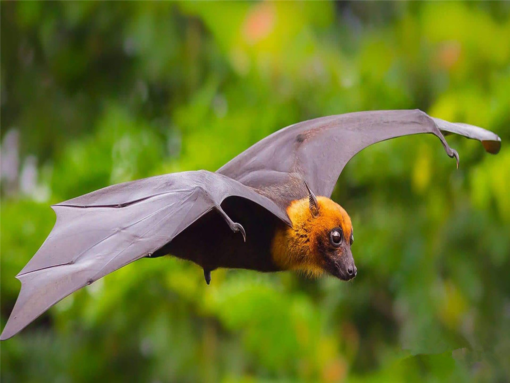 为什么蝙蝠会被称为毒王,毒王和蝙蝠谁更可怕