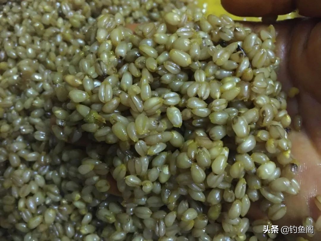 自制干小麦窝料专攻大板鲫,自制草鳊青鲫通杀窝料