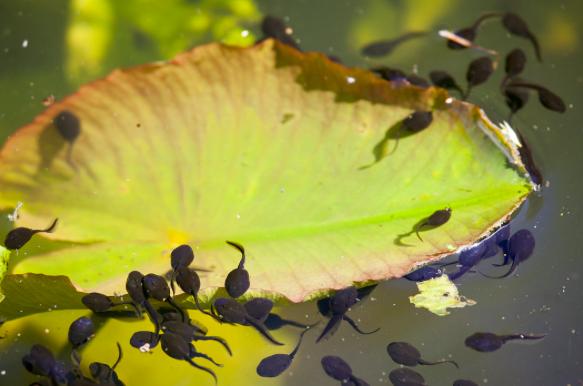 蝌蚪会变成青蛙还是变成癞蛤蟆,蝌蚪会不会变成蛤蟆