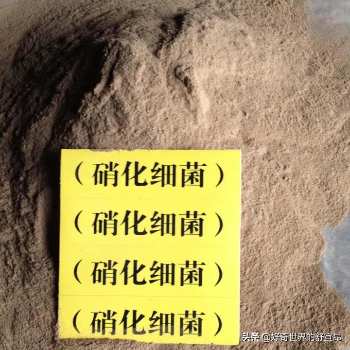 养鱼怎么知道硝化细菌养好了,培养硝化细菌的时候可以养鱼吗