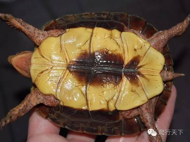 卢比达山龟介绍,卢比达山龟保护级别