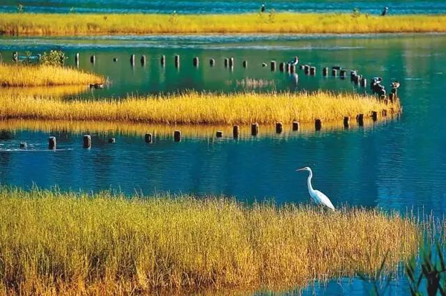 深圳免费公园哪里最好啊,深圳十大免费公园景点大全