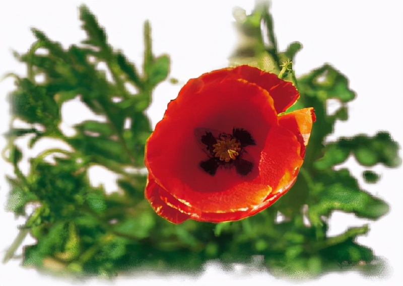 世界各国的国花和国树是什么,世界各国国花大开眼界美到爆